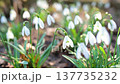 Spring snowdrop flowers blossoming outdoors. Slow motion close-up b-roll footage 137735232