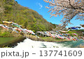 Shiraishi River and carp streamers (Zaimokuiwa Park) [Shiraishi City, Miyagi Prefecture] 137741609