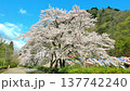 Cherry blossoms and carp streamers (Zaimokuiwa Park) [Shiraishi City, Miyagi Prefecture] 137742240