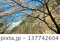 Cherry blossoms in full bloom and Zaimoku-iwa Rock (Zaimoku-iwa Park) [Shiraishi City, Miyagi Prefecture] 137742604