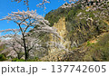 Cherry blossoms in full bloom and Zaimoku-iwa Rock (Zaimoku-iwa Park) [Shiraishi City, Miyagi Prefecture] 137742605