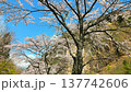 Cherry blossoms in full bloom and Zaimoku-iwa Rock (Zaimoku-iwa Park) [Shiraishi City, Miyagi Prefecture] 137742606