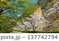 Zaimokuiwa Park in Spring [Ohara, Shiroishi City, Miyagi Prefecture] 137742794