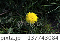 Close-up, top-down view of a bright yellow dandelion flower surrounded by lush green grass in a meadow, sunny spring day, soft natural lighting, peaceful nature background, macro footage. yellow 137743084