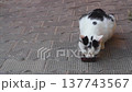 Black, white cat eating dry food from clear plastic container on pavement paved with paving stones. Front view above with blank copy space for inserting advertising logo of brand selling pet supplies 137743567
