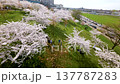 Aerial FPV view of blossoming sakura park in Vilnius city center. Lithuania. 137787283