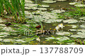 African Jacana Bird Walking on Water Lily Pads in Kruger National Park 137788709