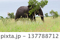Old African Elephant Scratching on Tree and Walking Through High Grass Kruger 137788712