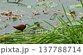 African Jacana Bird Walking on Water Lily Pads in Kruger National Park 137788714