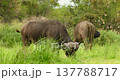 Two Large African Buffalos Grazing and Shaking off Flies in Kruger National Park 137788717