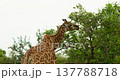 African Giraffe Eating Green Tree Leaves Backside Medium Shot Kruger Park 137788718