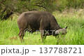 Large African Buffalo Grazing and Shaking off Flies in Kruger National Park 137788721