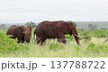 Two African Elephants Bull and Juvenile Walking and Eating in Kruger Park Grass 137788722