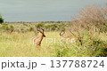 Impala Antelope Herd Walking in High Grass Skukuza Kruger National Park Sun 137788724