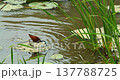African Jacana Bird Walking on Water Lily Pads in Kruger National Park 137788725