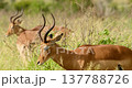 Impala Antelope Follow Shot Close-up Tracking Walking Movement Kruger Park 137788726