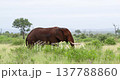 Red Mud Covered African Elephant Bull Walking and Eating in Kruger Park Grass 137788860