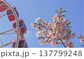 一張高角度拍攝的摩天輪和盛開的櫻花，映襯著藍天——春日留白 137799248