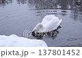 swan plays with branch 137801452