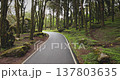 Asphalt road curving through dense green forest with tall mossy trees and large moss-covered boulders, highlighting the tranquil and untouched natural landscape. Sintra Cascais Natural Park, Portugal Asphalt road curving through dense green forest with tall mossy trees and large moss-covered boulders, highlighting the tranquil and untouched natural landscape. Sintra Cascais Natural Park, Portugal 137803635
