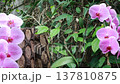 蘭 ラン 洋ラン 137810875
