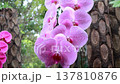 蘭 ラン 洋ラン 137810876