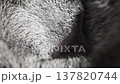 Extreme Macro Close-Up of a Grey Cat Nose and Soft Fur in Black and White. Cat breathing 137820744