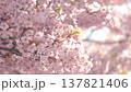 A close-up view of cherry blossoms in full bloom. 137821406