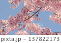 Close-up of a landscape with a blue sky and cherry blossoms 137822173