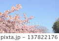A beautiful walking path along the Yodo Canal lined with Kawazu cherry blossoms. 137822176