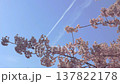 A landscape with contrails and Kawazu cherry blossoms. 137822178