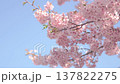 A scene of Kawazu cherry blossoms in full bloom against a blue sky. 137822275
