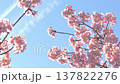 A landscape of contrails and Kawazu cherry blossoms. 137822276