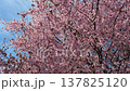 Cherry blossoms bloom under the blue sky in spring at the park. 137825120