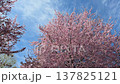 Cherry blossoms bloom under the blue sky in spring at the park. 137825121