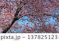 Cherry blossoms bloom under the blue sky in spring at the park. 137825123