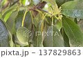 Close up view of a small, unripe avocado hanging from a tree, gently moving in the wind alongside delicate new blossoms, highlighting the early stages of fruit development in a lush orchard 137829863