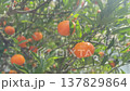 Ripe tangerines clustered on a sunlit green branch in a lush orchard, vibrant orange fruit ready for harvest, highlighting fresh, organic citrus in summer foliage 137829864