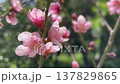 Delicate pink peach blossoms on a branch gently moving in the spring breeze, with a beautiful soft focus green background creating a dreamy and serene atmosphere of natural beauty and renewal 137829865