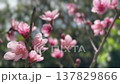 Delicate pink peach blossoms on a tree branch gently swaying in a light breeze on a sunny spring day, with a soft focus background creating a beautiful bokeh effect 137829866