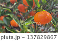 Ripe, juicy tangerines hanging on a tree in a sunny citrus grove, with green leaves and branches gently swaying in the background, ready for harvest in a beautiful organic orchard 137829867