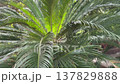 Bright green fronds of a lush sago palm tree gently swaying in the soft breeze, creating a tranquil and relaxing natural background with detailed foliage texture and vibrant sunlight 137829888