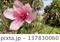 Beautiful close up of a delicate pink peach flower blossoming on a tree branch during a sunny spring day in an orchard, with a gentle breeze making the petals and stamens sway 137830060