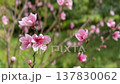 Delicate pink peach blossoms fluttering gently in the breeze on a sunny spring day, with a soft focus green garden background creating a serene and beautiful natural floral atmosphere 137830062