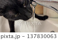Adorable domestic black cat quenching its thirst by licking a stream of fresh running water directly from a chrome sink faucet, showcasing a common and charming pet behavior in a household bathroom 137830063