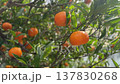 Close up of ripe tangerines hanging from a tree branch with lush green leaves, swaying gently in the breeze with a beautiful sun flare shining through the foliage in a sunny citrus grove 137830268