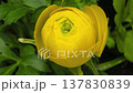 Ranunculus opening timelapse 137830839