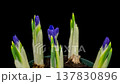Crocus opening timelapse on black 137830896