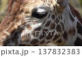 Close-up of a giraffe's face (60fps) 137832383