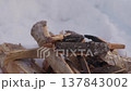 Close Up Campfire Flames Burning Firewood in Snow 137843002
